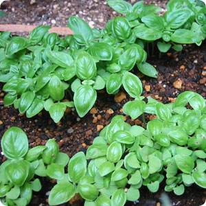 �Х���򿢤���